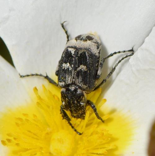 Réf. 229 239 : Valgus hemipterus